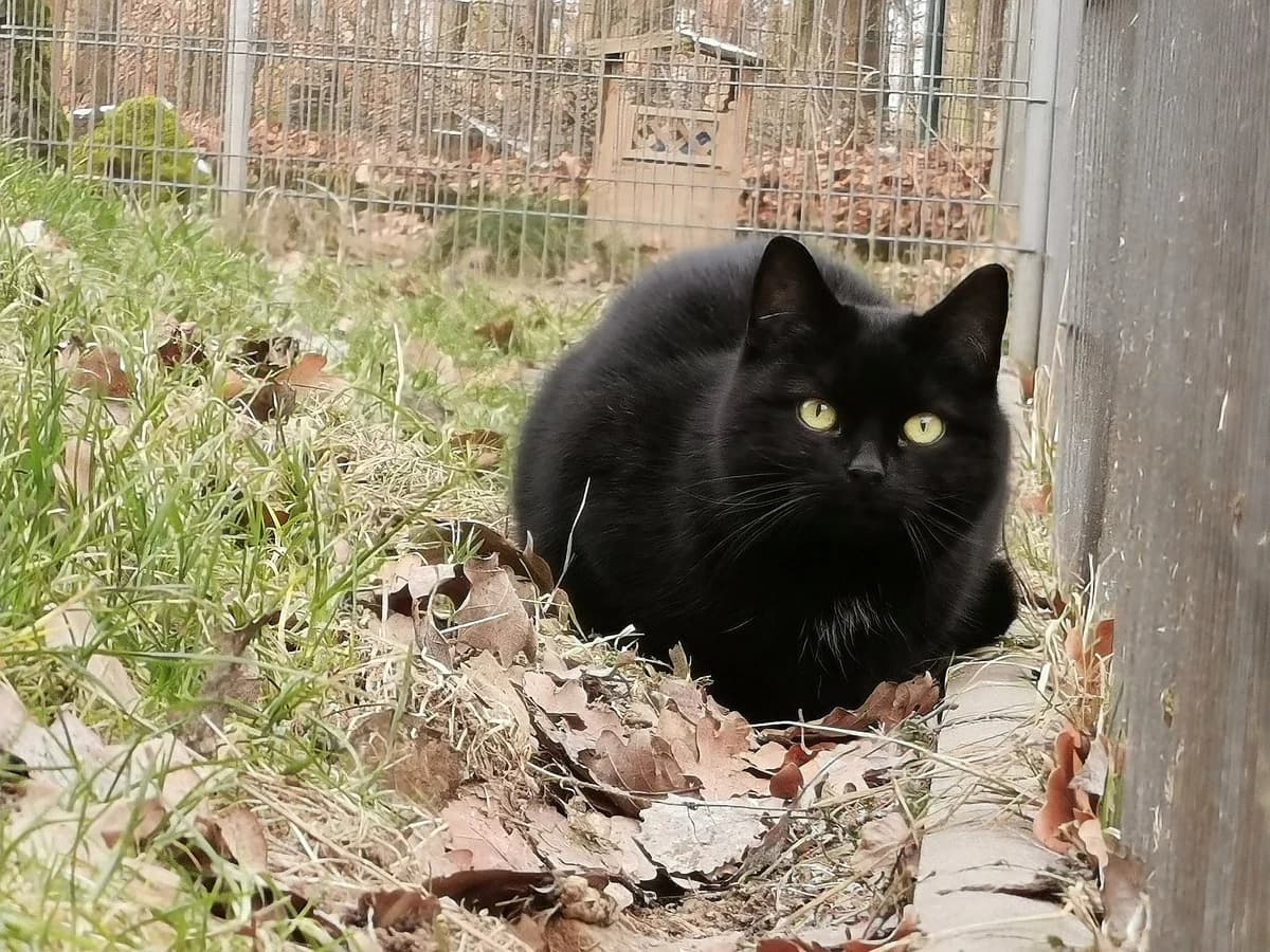 Mimmi,  young Mixed Breed for adoption at Tierheim Zwickau, Zwickau