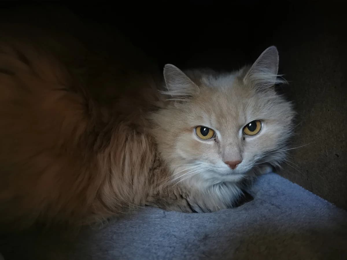 Monty, male senior Mixed Breed for adoption at Tierheim Zwickau, Zwickau