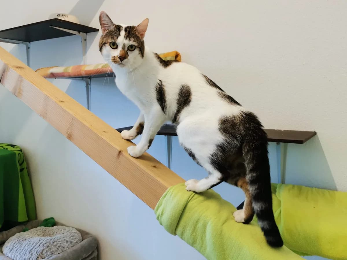 Nero, male Mixed Breed for adoption at Tierheim Zwickau, Zwickau