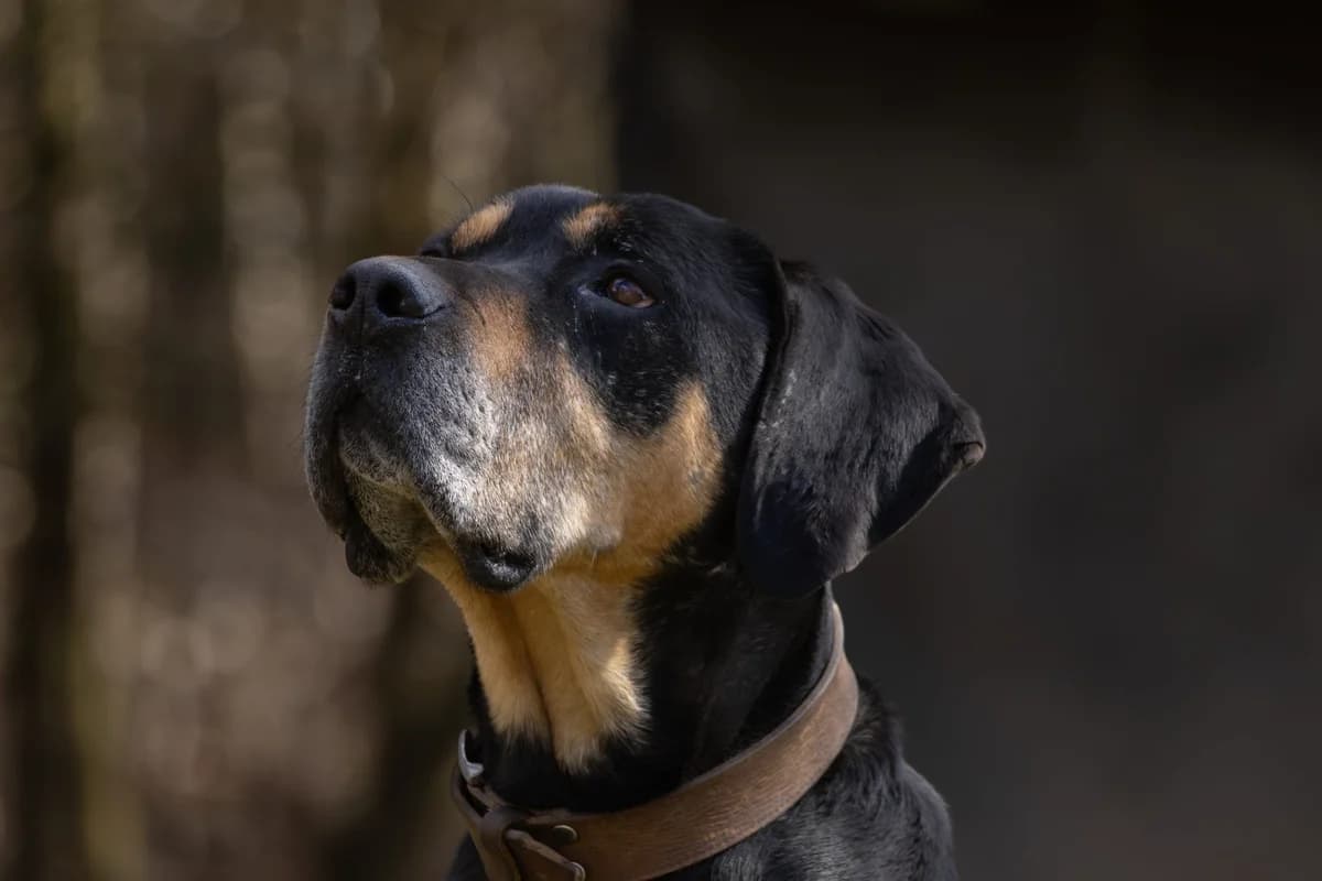 Odin,  senior Rottweiler for adoption at Tierheim Zwickau, Zwickau
