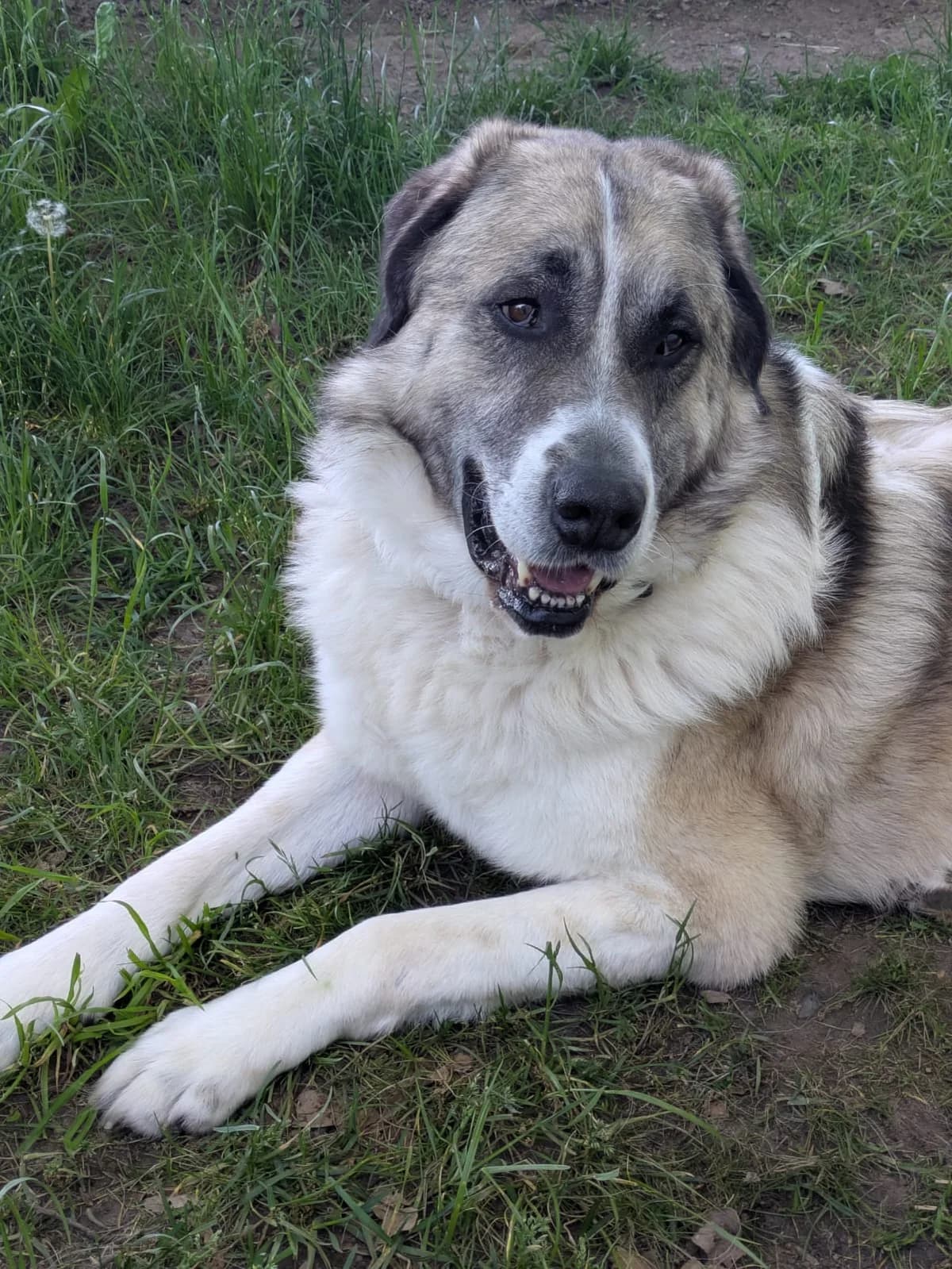 Pako, female Mixed Breed for adoption at Tierheim Zwickau, Zwickau
