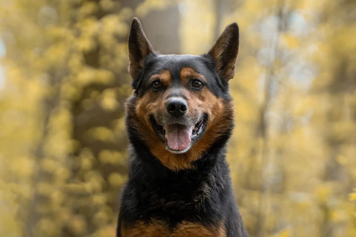 Rambo,  senior Mixed Breed for adoption at Tierheim Zwickau, Zwickau