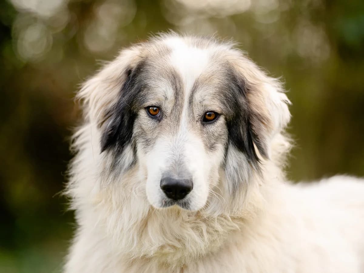 Rani, female Mixed Breed for adoption at Tierheim Zwickau, Zwickau