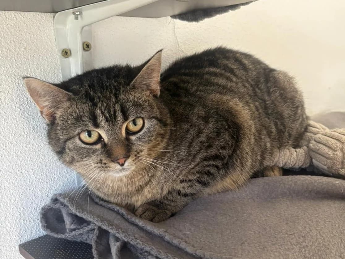 Sam,  Mixed Breed for adoption at Tierheim Zwickau, Zwickau