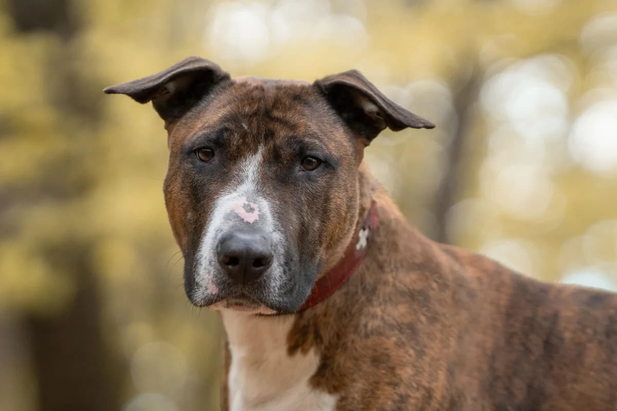 Sniper, male senior Mixed Breed for adoption at Tierheim Zwickau, Zwickau