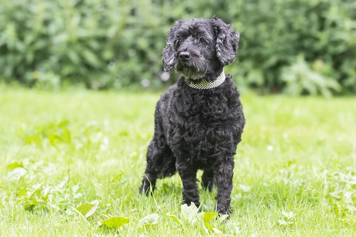 Susi,  senior Mixed Breed for adoption at Tierheim Zwickau, Zwickau