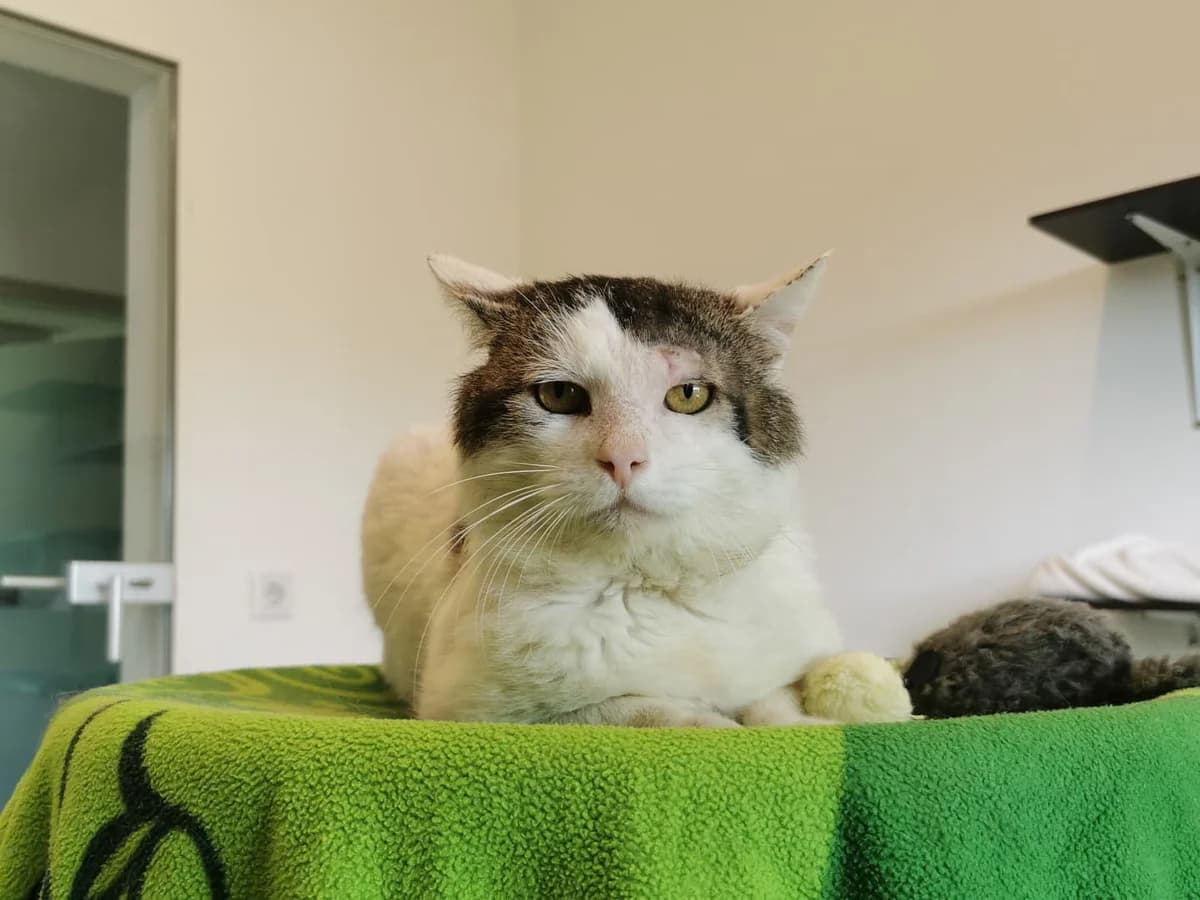 Tom-Kevin, male senior Mixed Breed for adoption at Tierheim Zwickau, Zwickau