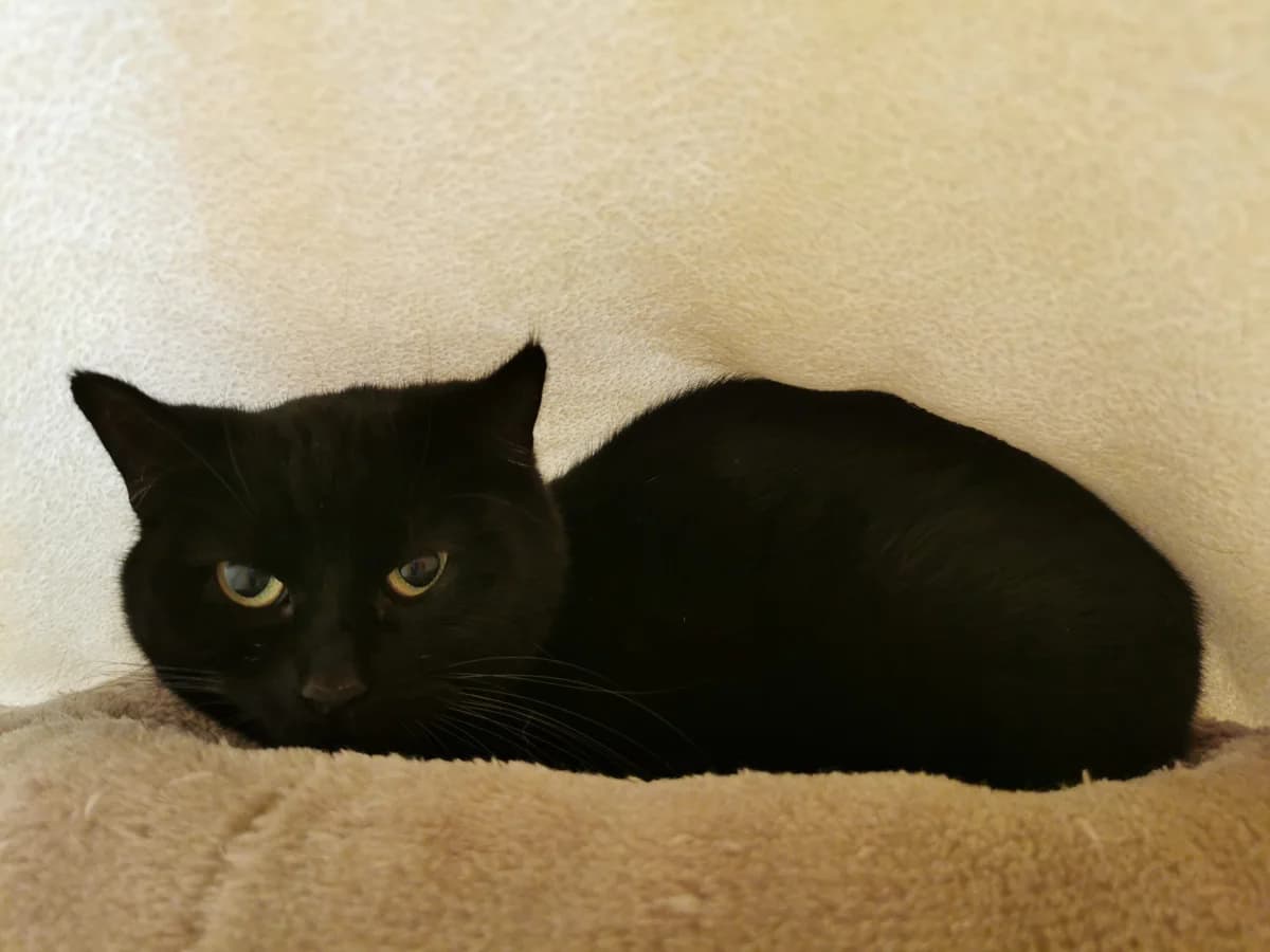Wanda,  6yo Mixed Breed for adoption at Tierheim Zwickau, Zwickau
