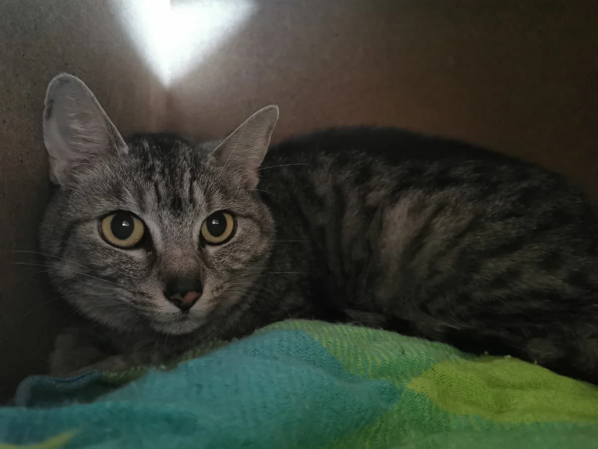 Whity,  7yo Mixed Breed for adoption at Tierheim Zwickau, Zwickau