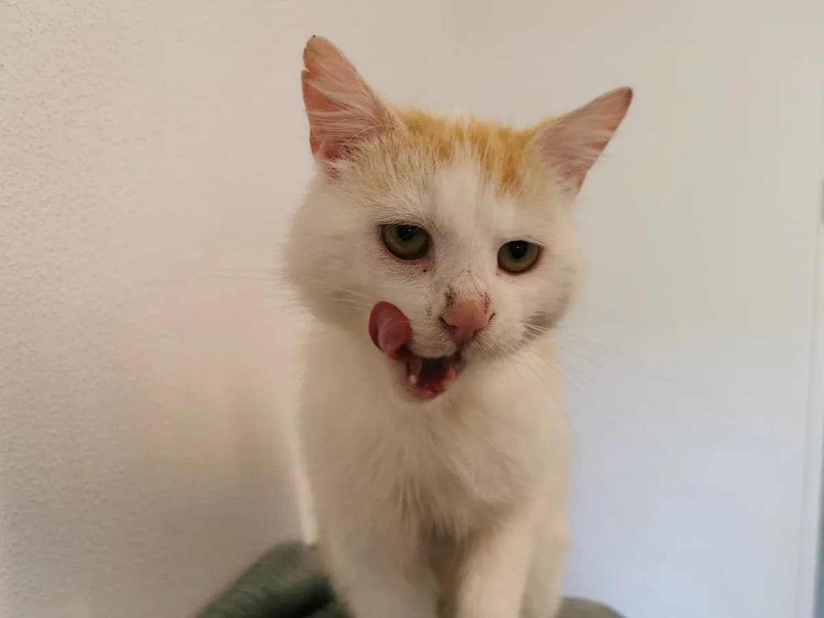 Zausel, male 4yo Mixed Breed for adoption at Tierheim Zwickau, Zwickau