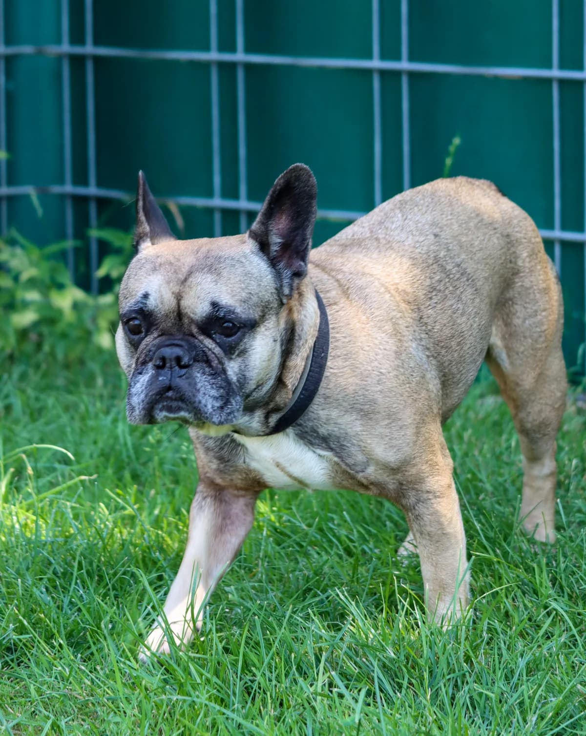 Fina, female English Bulldog for adoption at Tierheim Geldern, Geldern
