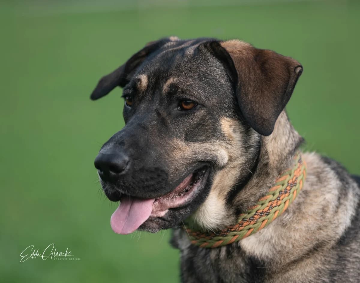 Cully, female Mixed Breed Cat for adoption at Tierheim Geldern, Geldern