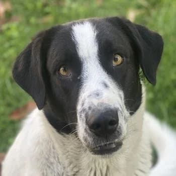 Penny, female Mixed Breed for adoption at Tierheimhelden