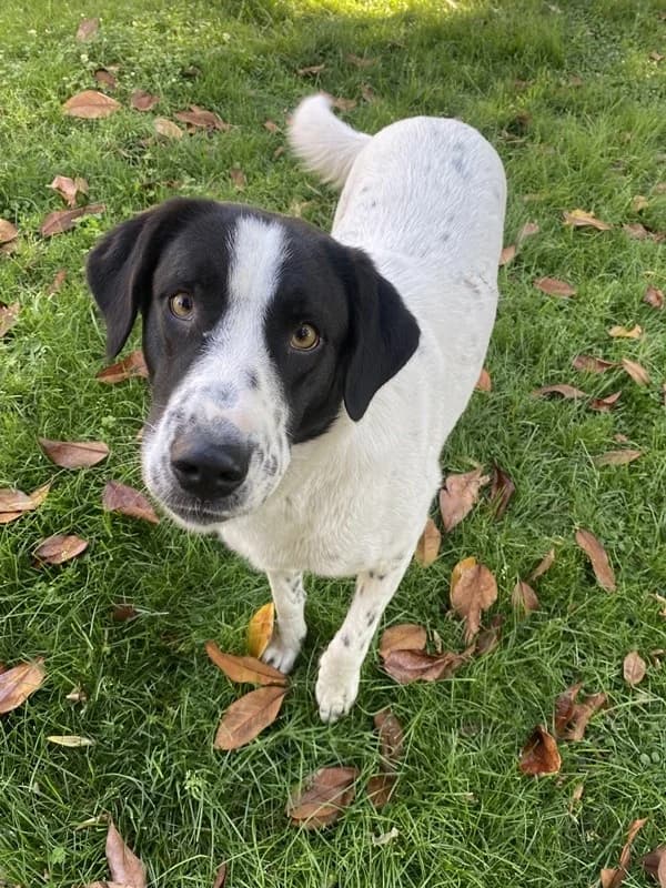 Penny, female Mixed Breed for adoption at Tierheimhelden — photo 3 of 14