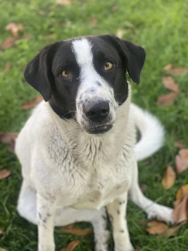Penny, female Mixed Breed for adoption at Tierheimhelden — photo 4 of 14