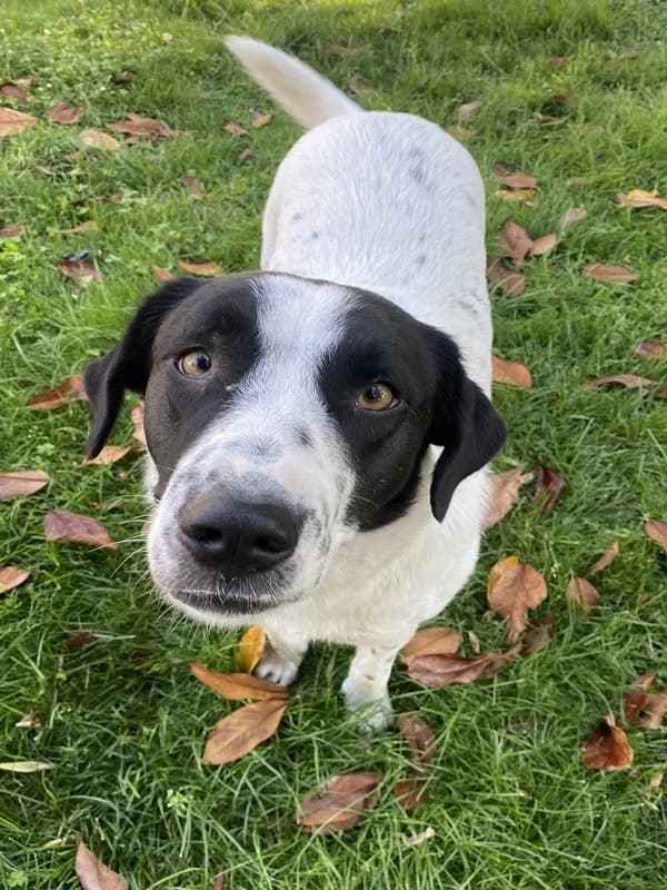 Penny, female Mixed Breed for adoption at Tierheimhelden — photo 5 of 14