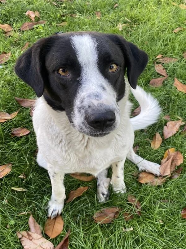 Penny, female Mixed Breed for adoption at Tierheimhelden — photo 6 of 14