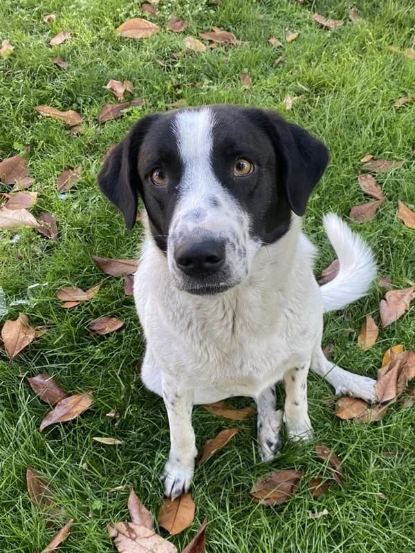 Penny, female Mixed Breed for adoption at Tierheimhelden — photo 7 of 14
