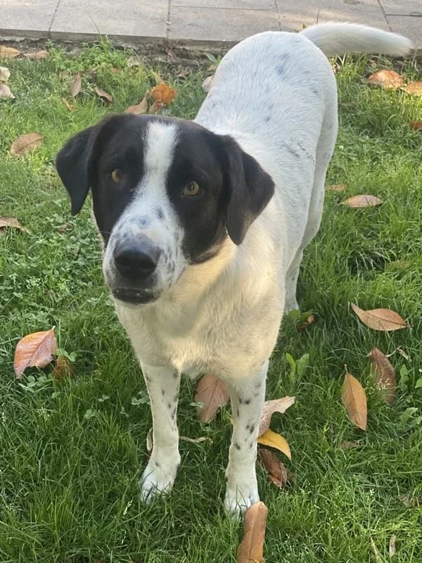 Penny, female Mixed Breed for adoption at Tierheimhelden — photo 8 of 14