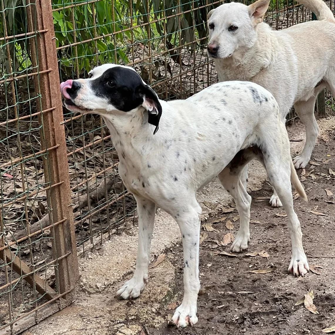 Zuccherina, male Pointer for adoption at Tierheimhelden