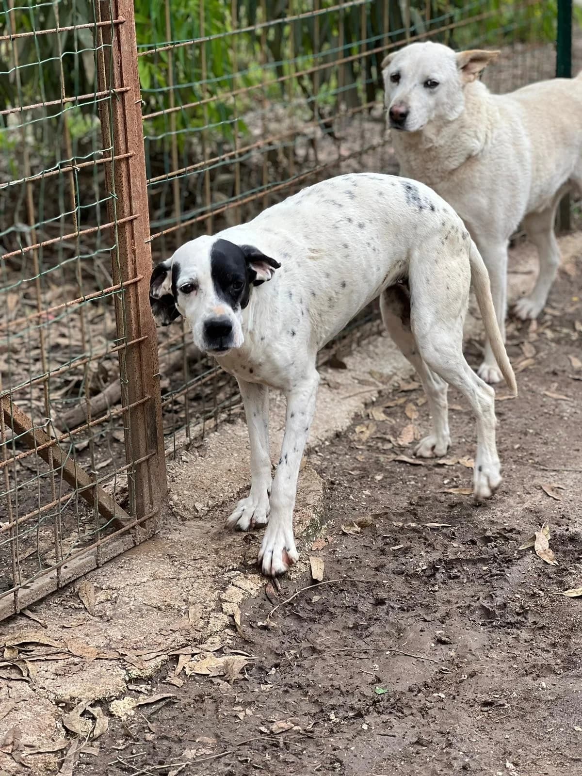 Zuccherina, male Pointer for adoption at Tierheimhelden — photo 2 of 3