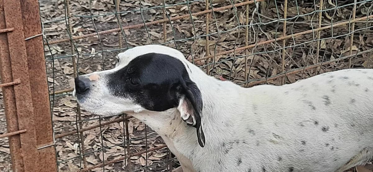 Zuccherina, male Pointer for adoption at Tierheimhelden — photo 3 of 3
