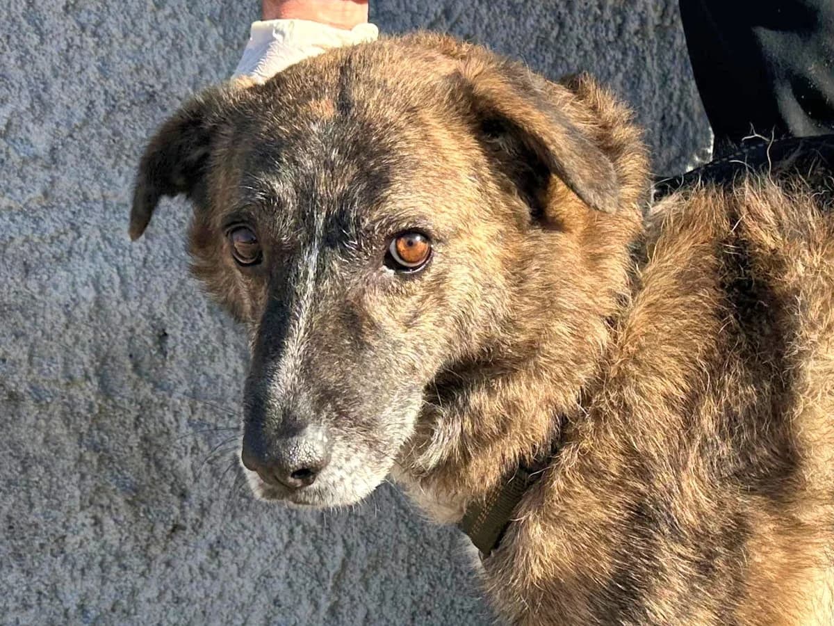 Soleandro, male Mixed Breed for adoption at Tierheimhelden