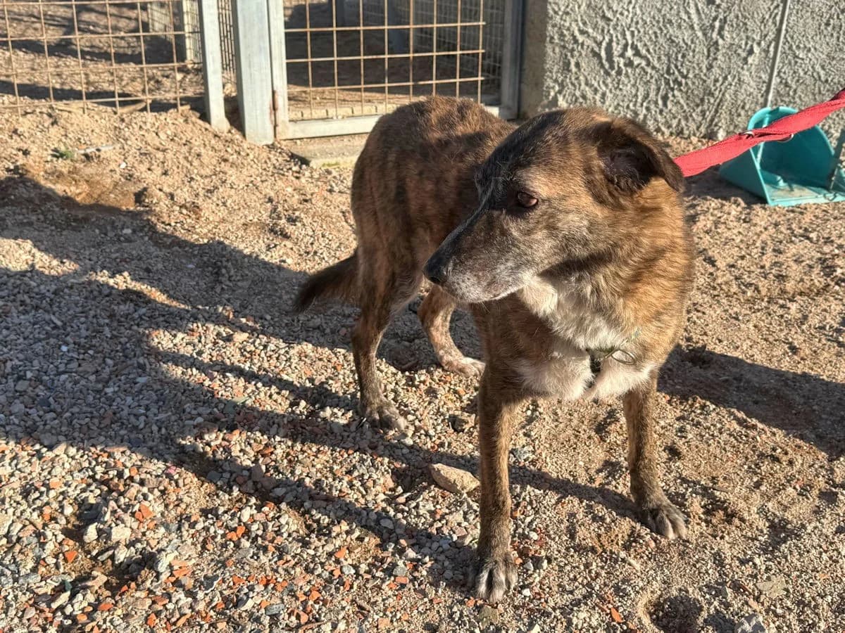 Soleandro, male Mixed Breed for adoption at Tierheimhelden — photo 4 of 16