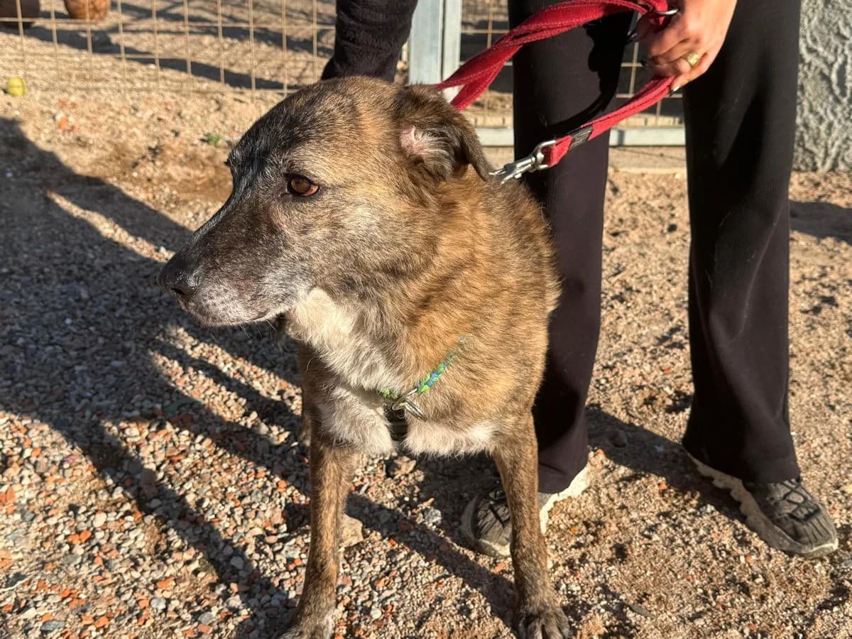 Soleandro, male Mixed Breed for adoption at Tierheimhelden — photo 5 of 16