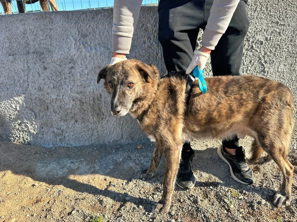 Soleandro, male Mixed Breed for adoption at Tierheimhelden — photo 6 of 16