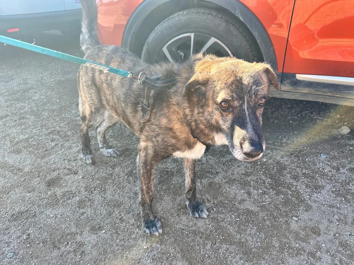 Soleandro, male Mixed Breed for adoption at Tierheimhelden — photo 7 of 16