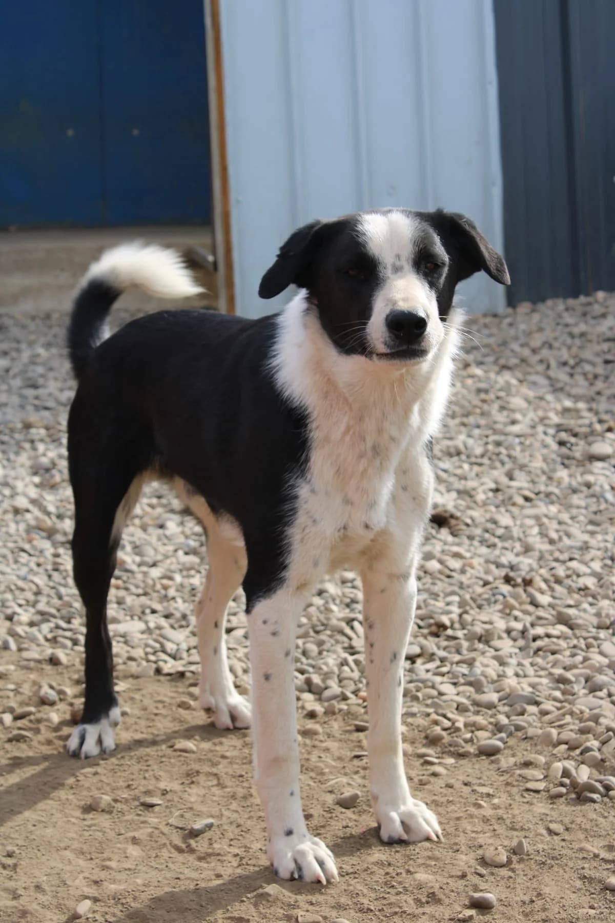 Oreo, male Mixed Breed for adoption at Tierheimhelden