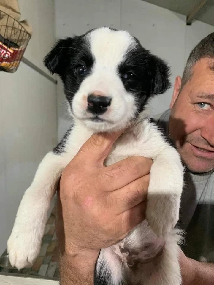 Oreo, male Mixed Breed for adoption at Tierheimhelden — photo 2 of 12