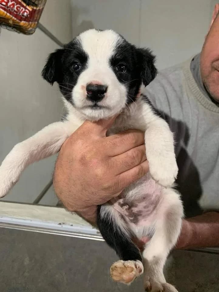 Oreo, male Mixed Breed for adoption at Tierheimhelden — photo 3 of 12