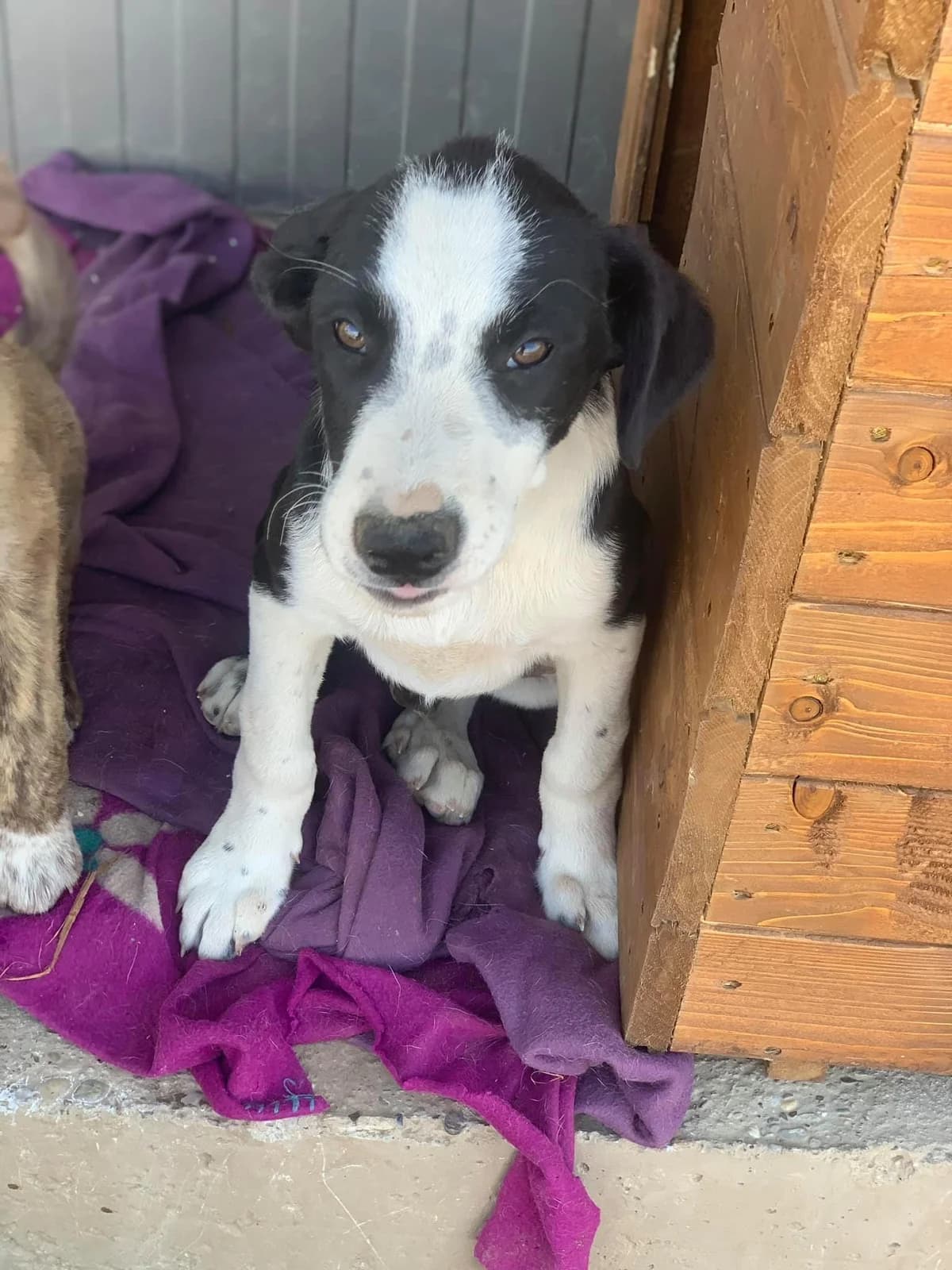 Oreo, male Mixed Breed for adoption at Tierheimhelden — photo 4 of 12