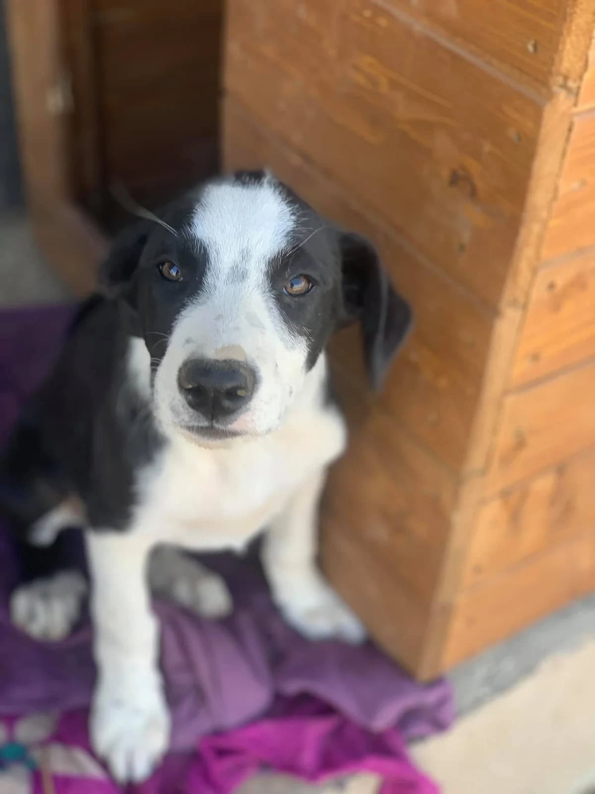 Oreo, male Mixed Breed for adoption at Tierheimhelden — photo 5 of 12