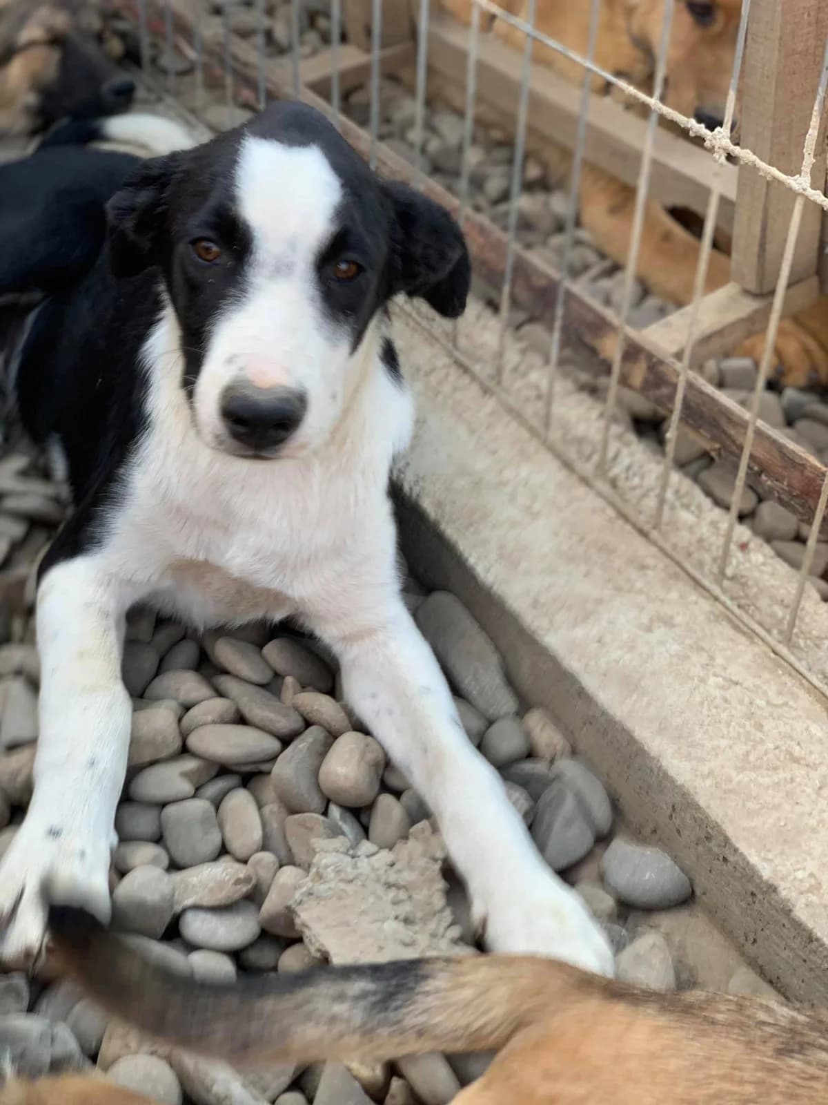 Oreo, male Mixed Breed for adoption at Tierheimhelden — photo 6 of 12