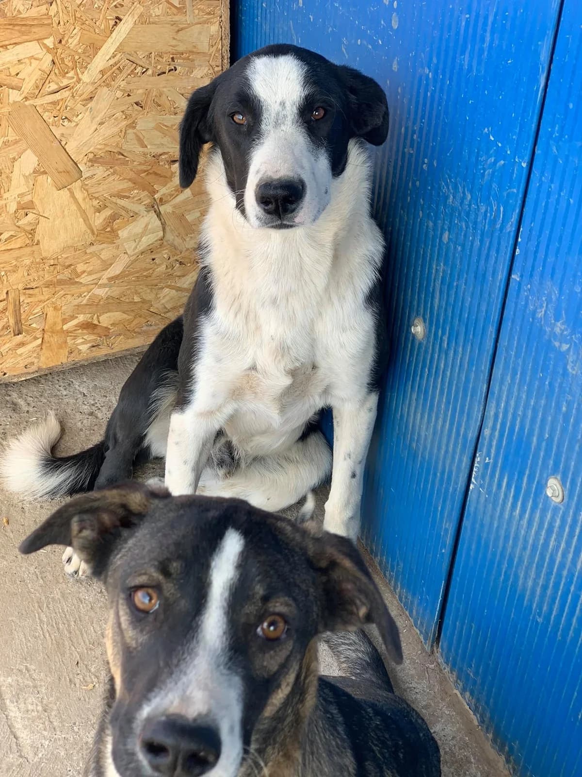 Oreo, male Mixed Breed for adoption at Tierheimhelden — photo 7 of 12