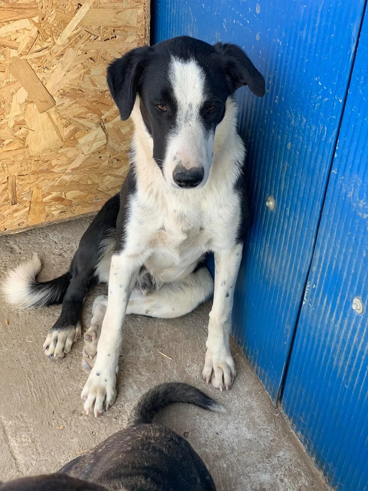 Oreo, male Mixed Breed for adoption at Tierheimhelden — photo 8 of 12