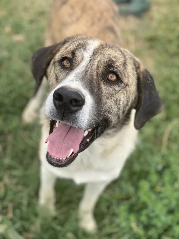 Indira, female Mixed Breed for adoption at Tierheimhelden — photo 2 of 15
