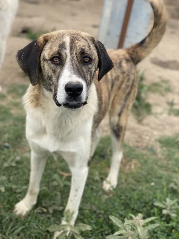 Indira, female Mixed Breed for adoption at Tierheimhelden — photo 3 of 15