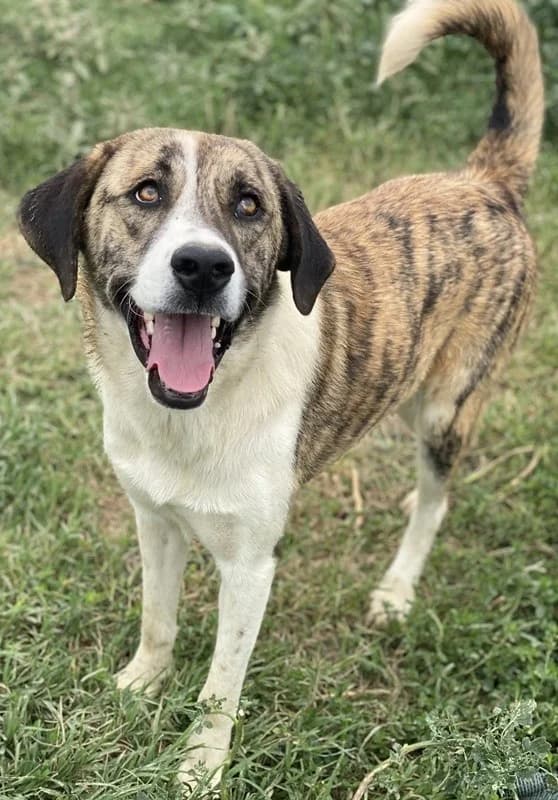 Indira, female Mixed Breed for adoption at Tierheimhelden — photo 4 of 15