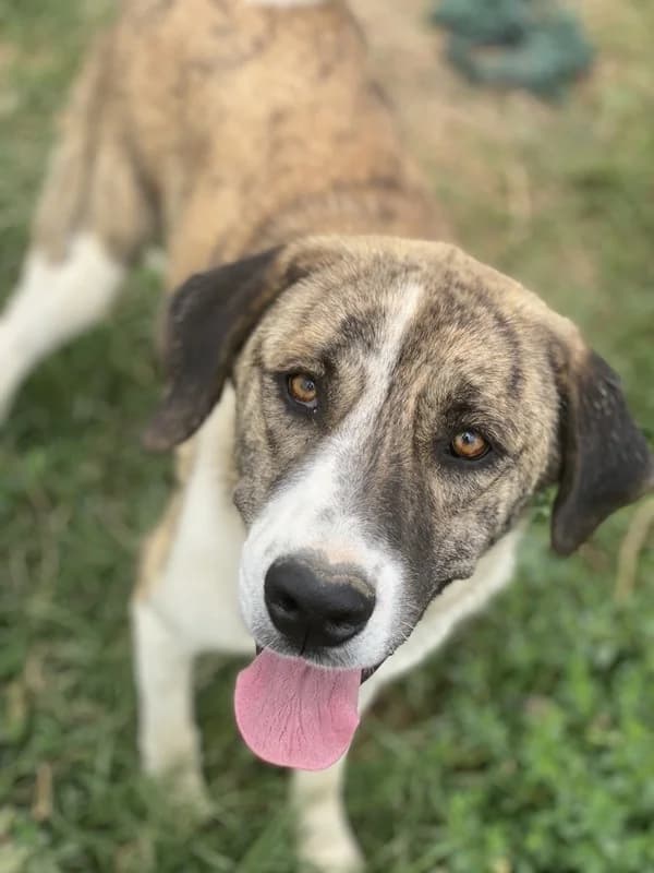 Indira, female Mixed Breed for adoption at Tierheimhelden — photo 5 of 15