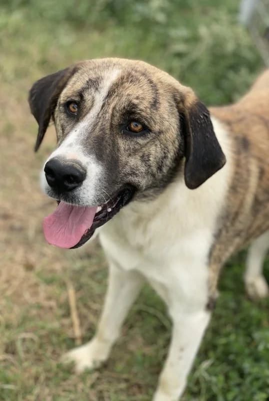 Indira, female Mixed Breed for adoption at Tierheimhelden — photo 6 of 15