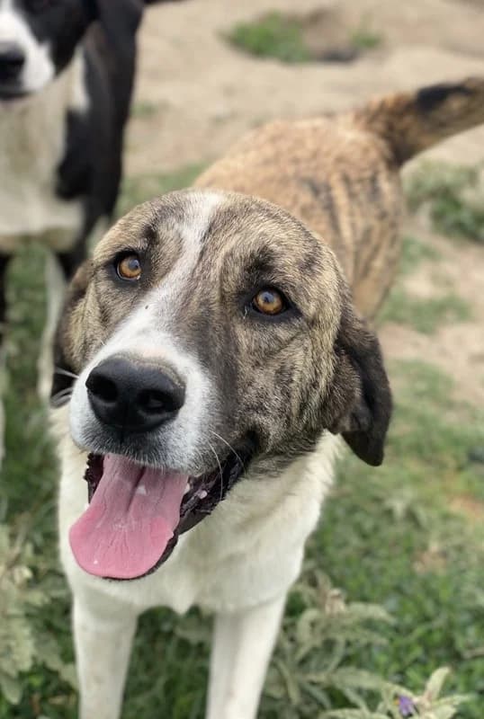 Indira, female Mixed Breed for adoption at Tierheimhelden — photo 7 of 15