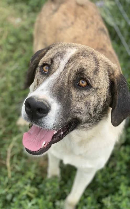 Indira, female Mixed Breed for adoption at Tierheimhelden — photo 8 of 15