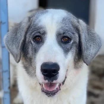 Ryat, male Mixed Breed for adoption at Tierheimhelden — photo 2 of 27