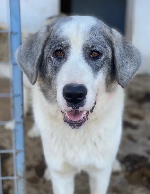 Ryat, male Mixed Breed for adoption at Tierheimhelden — photo 3 of 27