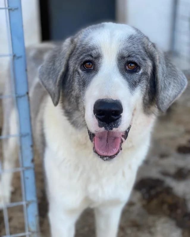 Ryat, male Mixed Breed for adoption at Tierheimhelden — photo 4 of 27