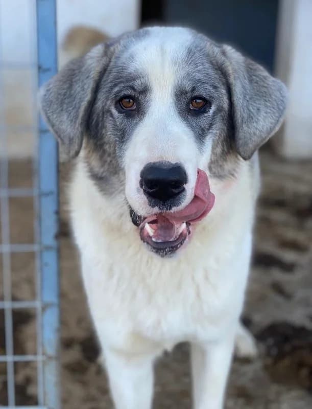 Ryat, male Mixed Breed for adoption at Tierheimhelden — photo 5 of 27